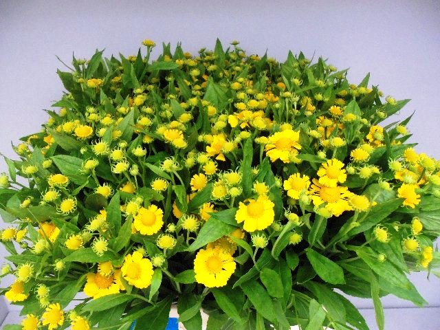 HELENIUM KANARIA